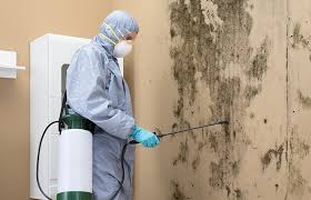 Best Environmental Consulting for Mold Prevention  in Haverhill, MA